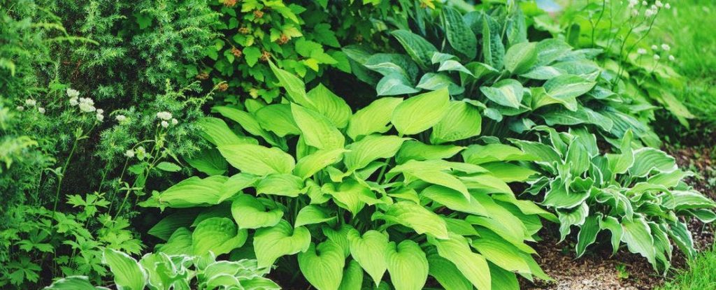 Where to Plant Hostas in the Garden