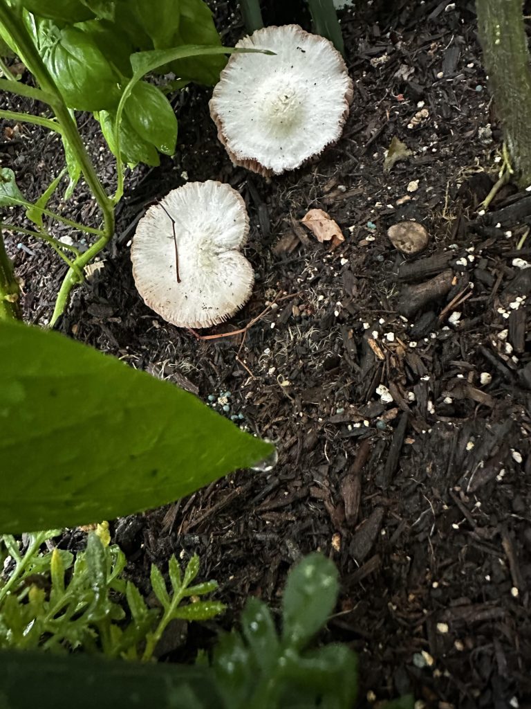 Why are Mushrooms Growing in My Garden