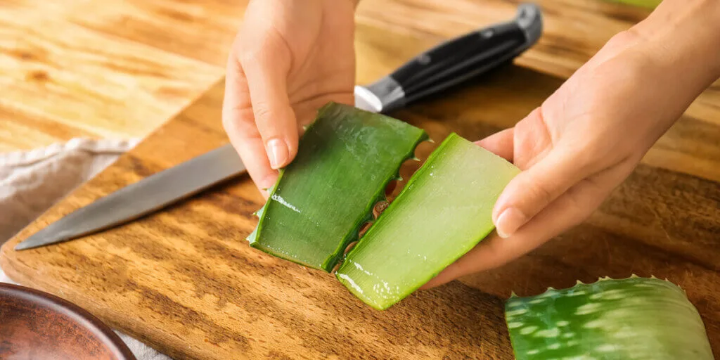 aloe vera gel extraction