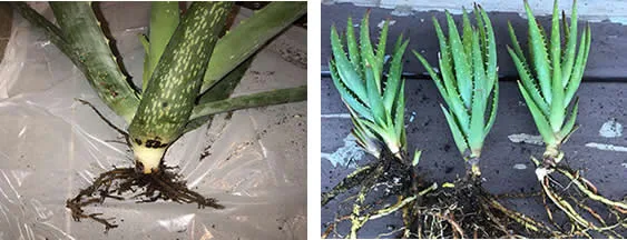 aloe vera root rot