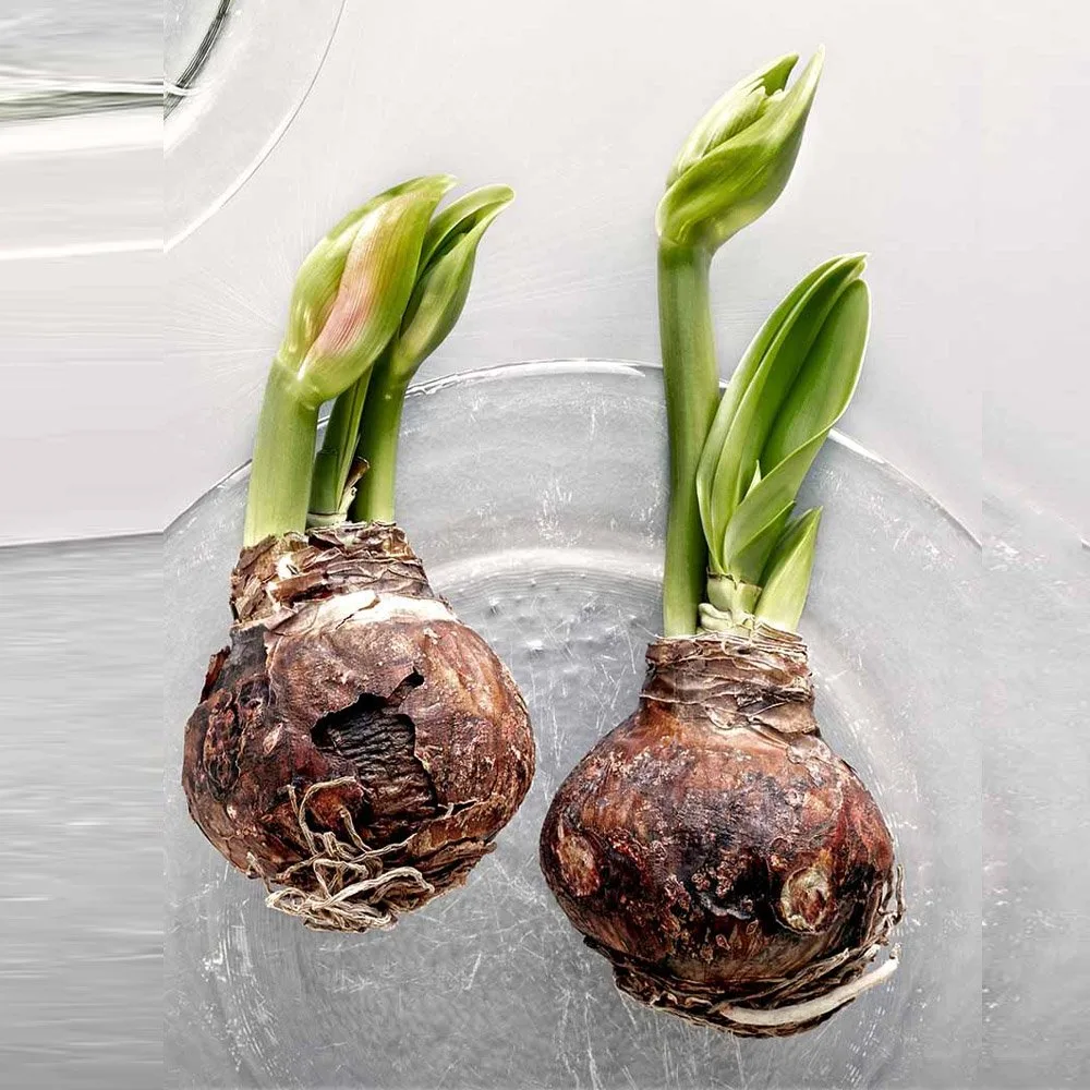 amaryllis bulb curing