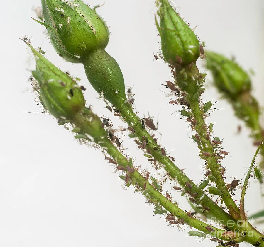 Aphid infestation on plant