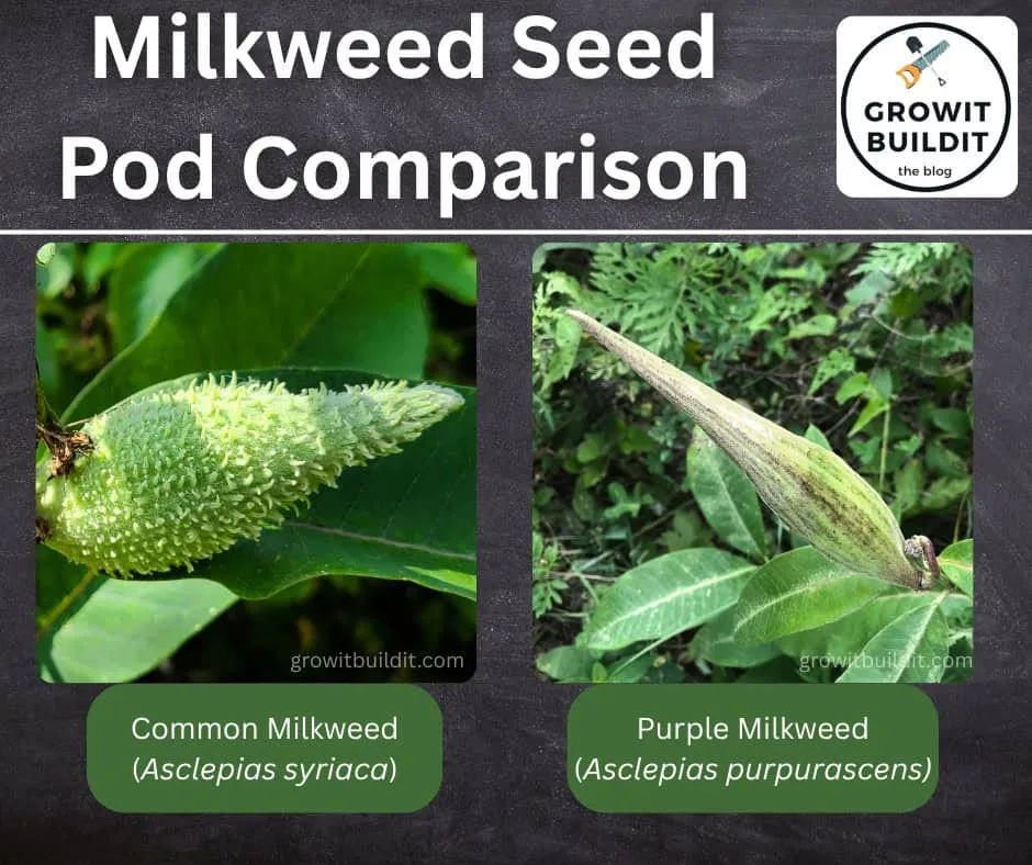 Asclepias species identification