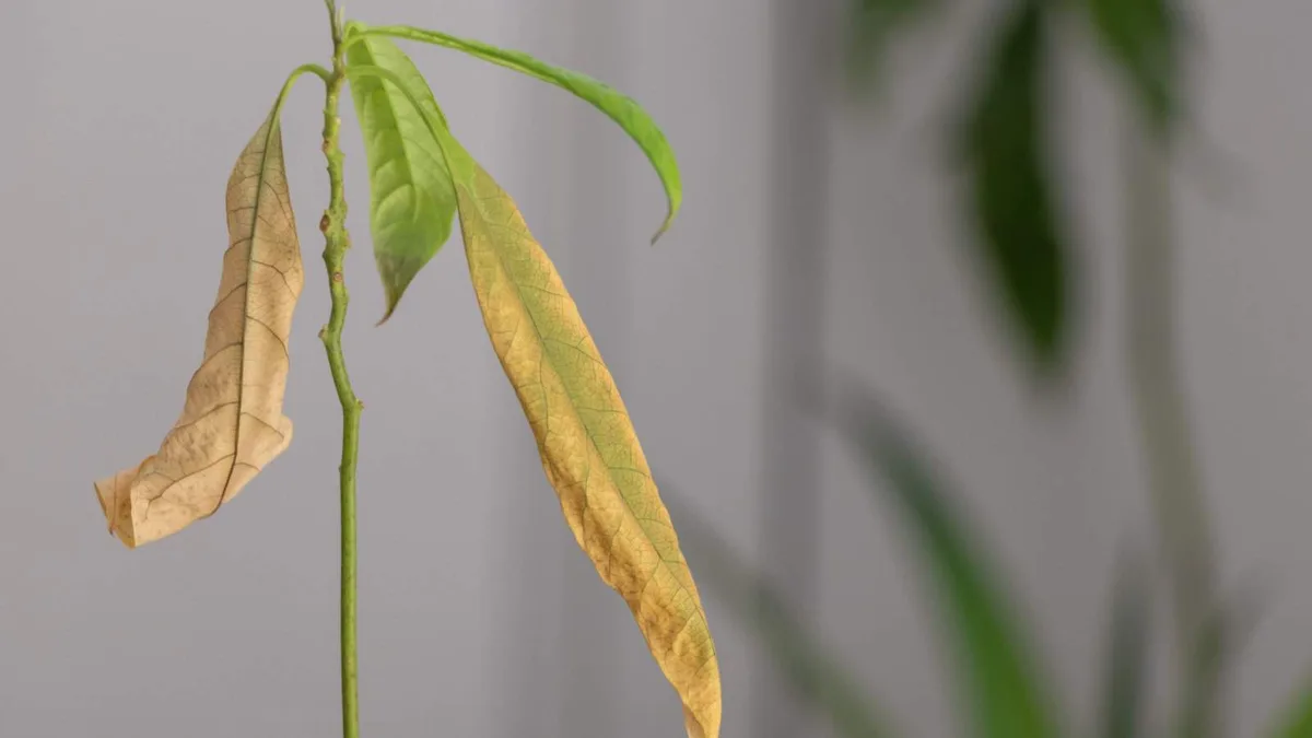 avocado plant leaf yellowing