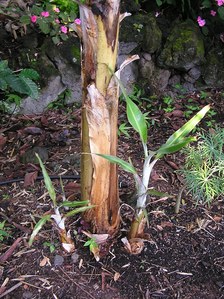 banana plant pups