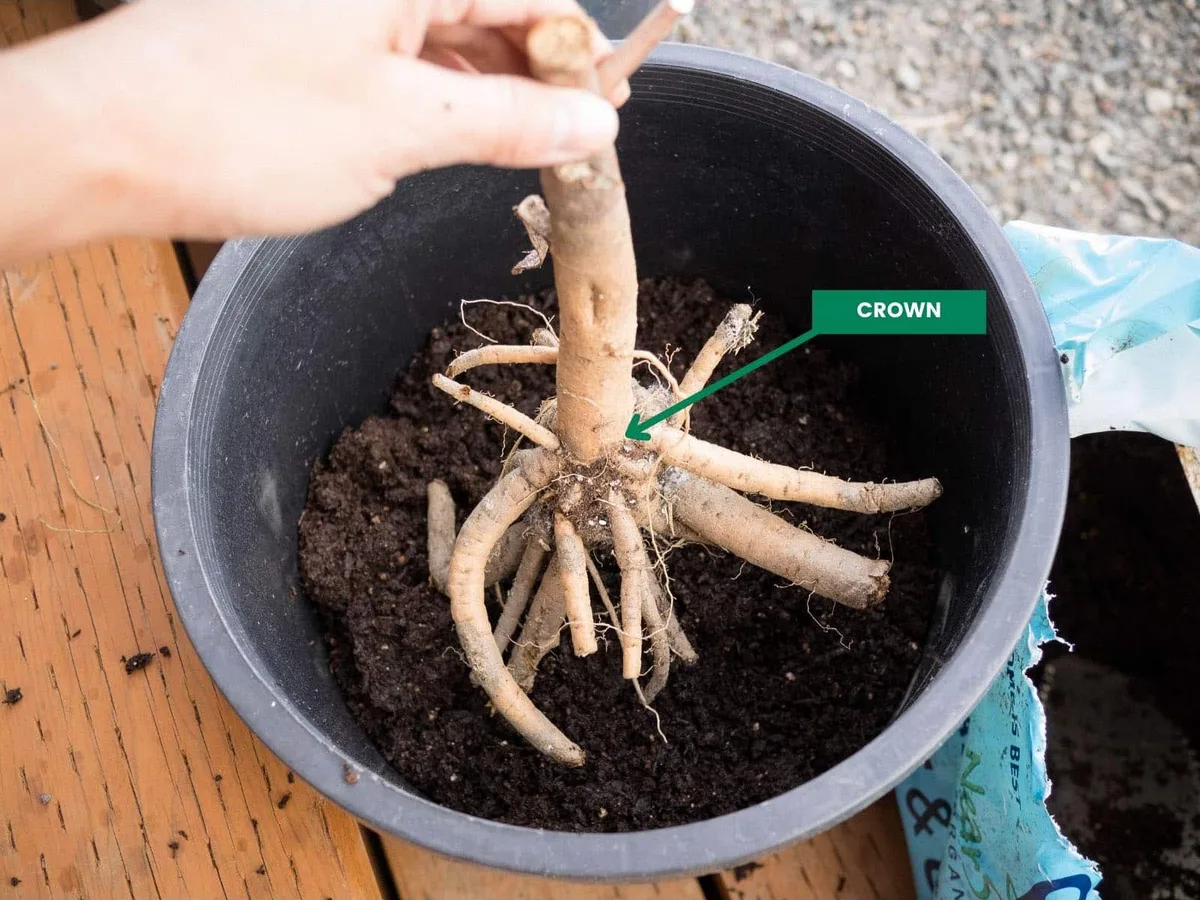 bare-root crowns