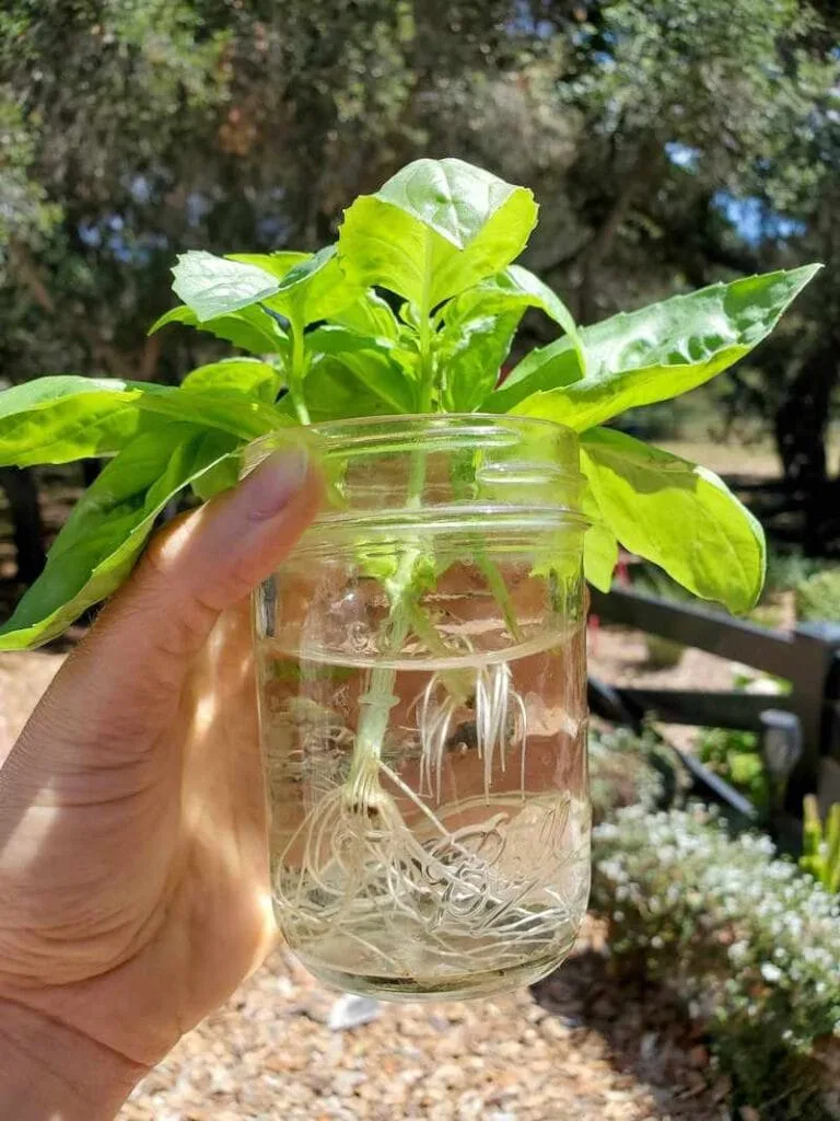 basil cutting propagation