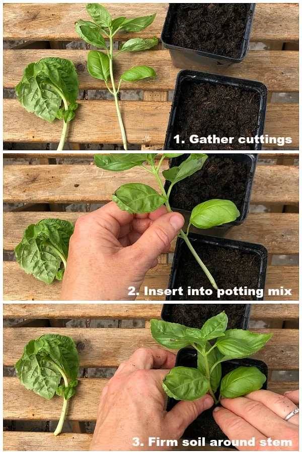 basil cuttings