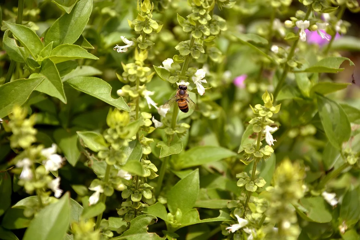 basil flower buds