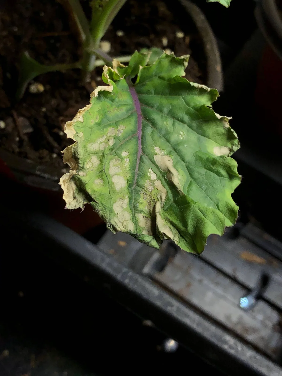 Basil leaves