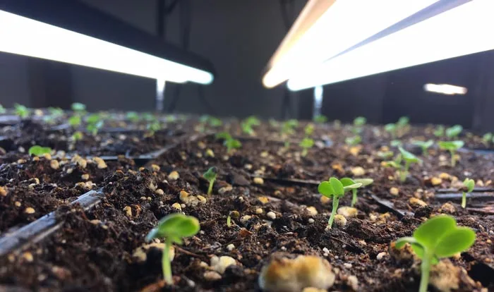 basil seedlings sprouting