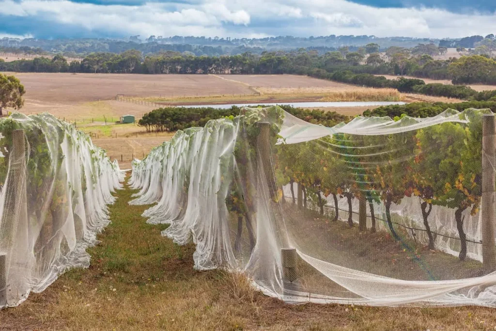 bird netting over grape vines