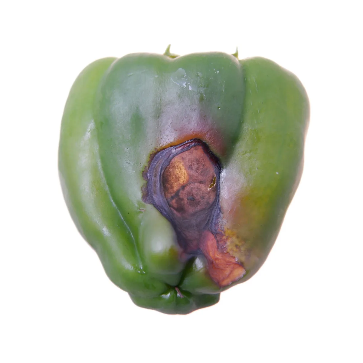blossom end rot