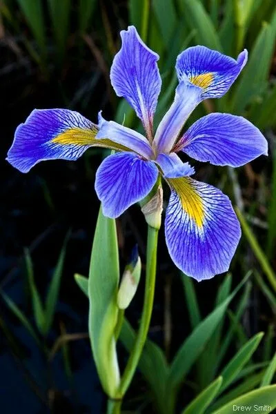 Blue flag iris