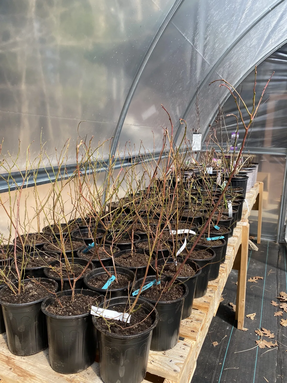 blueberry bare-root plant
