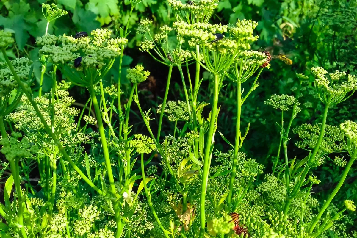 bolting parsley