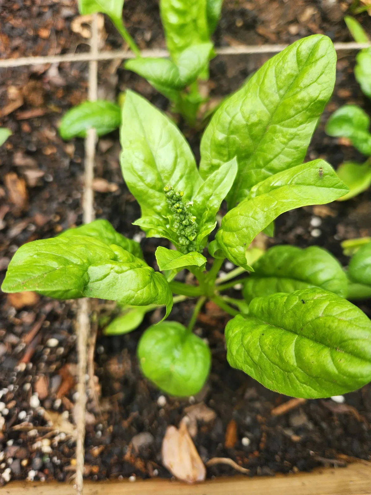 bolting spinach plant
