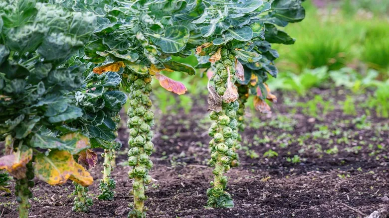 bottom-up harvesting