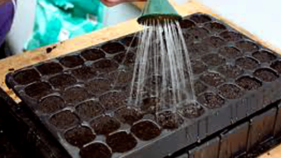 bottom watering