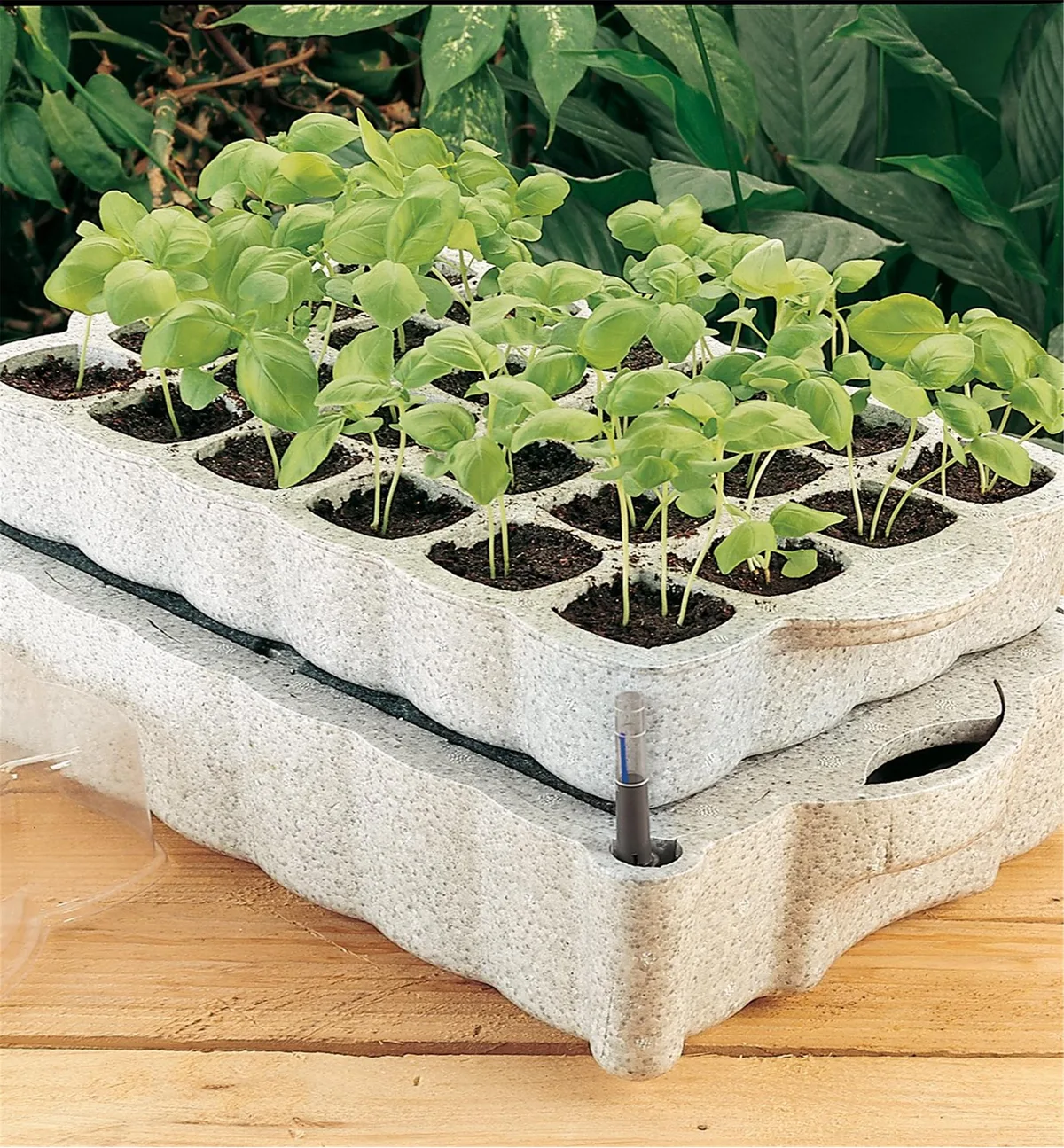 bottom watering seedlings