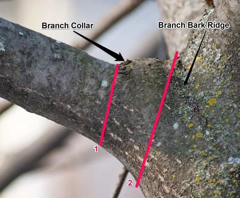 branch collar diagram