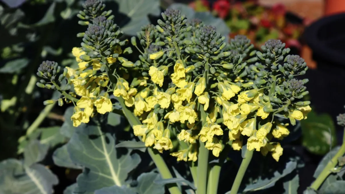 broccoli buttoning bolting