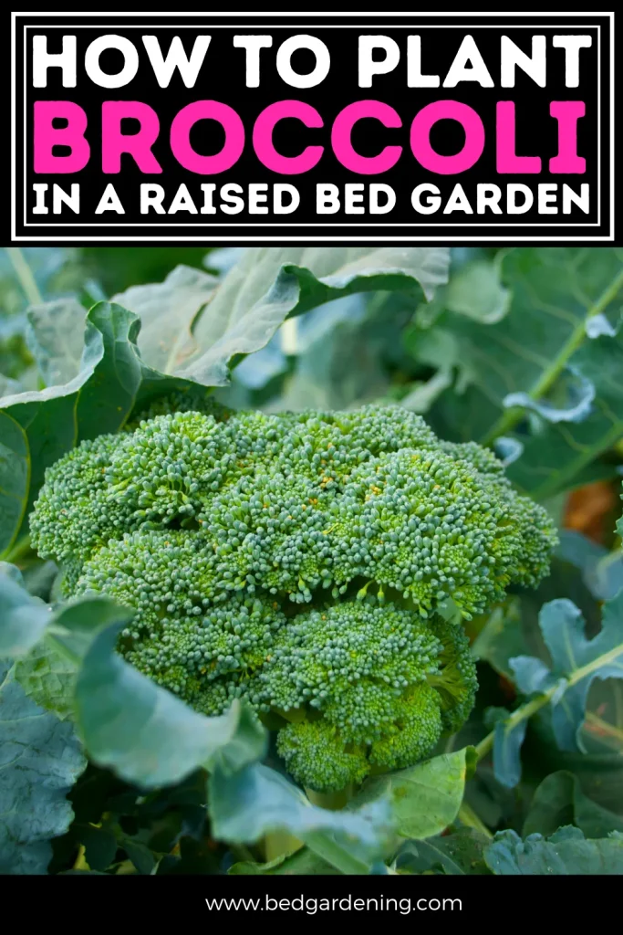 broccoli plant in garden