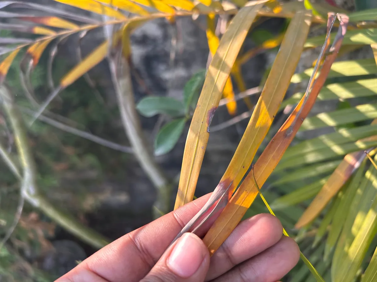 brown leaf tips palm