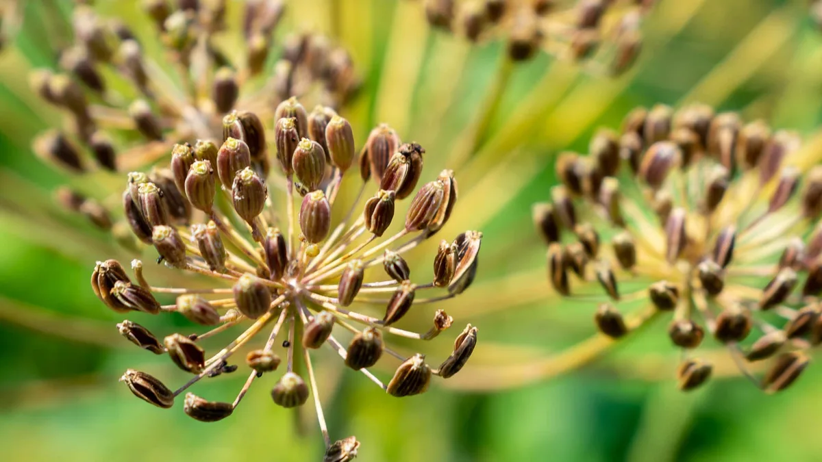 brown seed stage