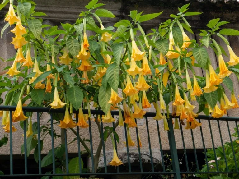 brugmansia indoor overwintering