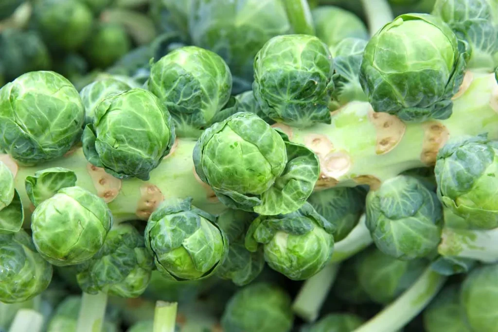 brussels sprouts plant with sprouts