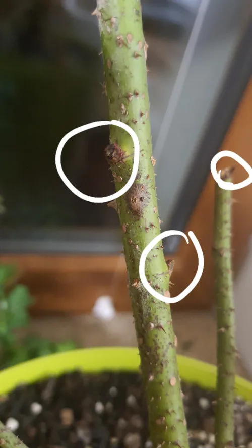 bud eye on rose cane