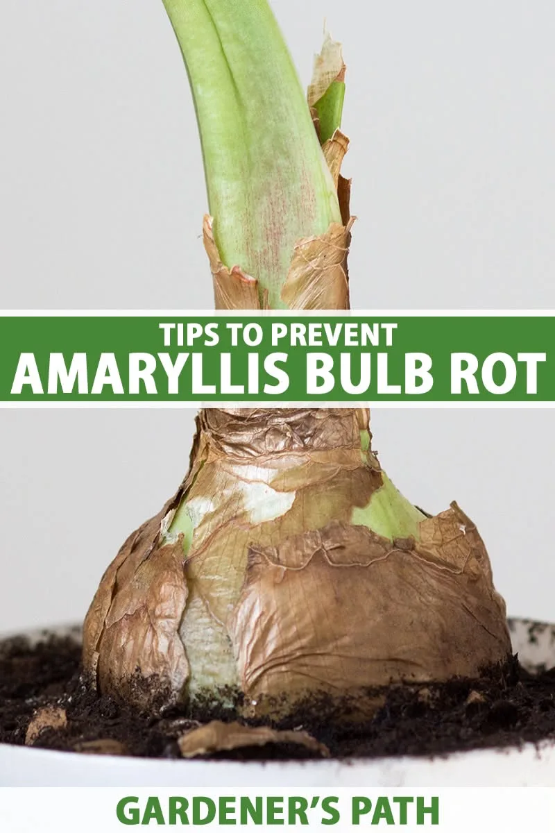 bulb rot