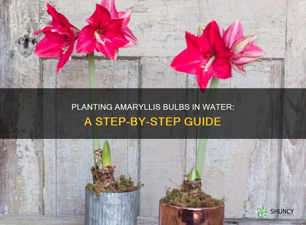 bulb rot prevention