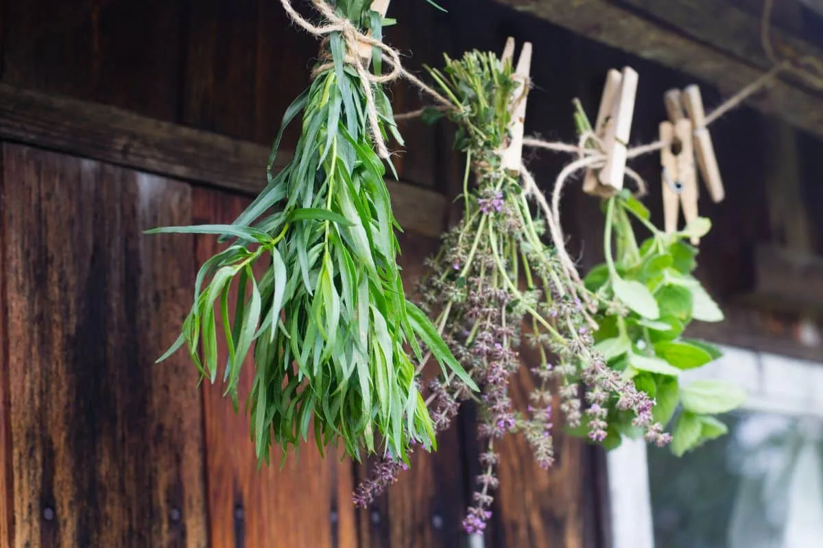 bundling stems for air drying