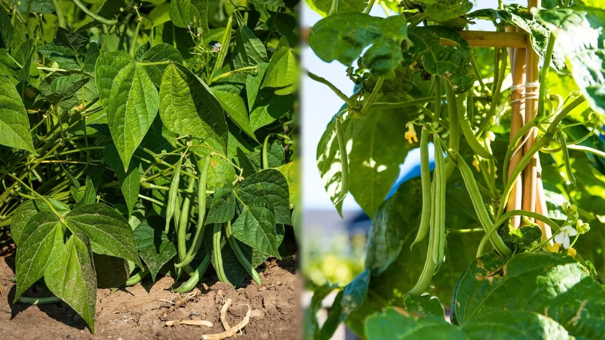 bush beans vs pole beans