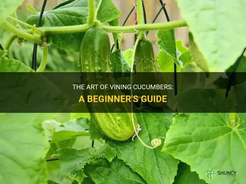 bush vs vining cucumbers