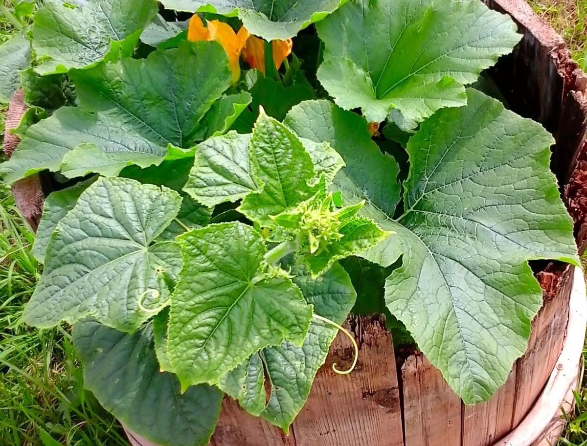bush vs vining zucchini