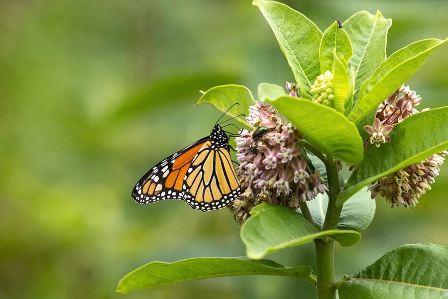 butterfly garden