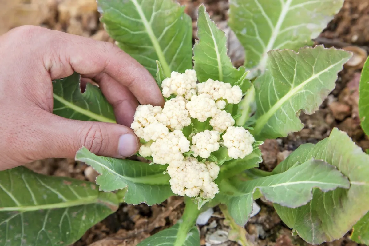 buttoning cauliflower