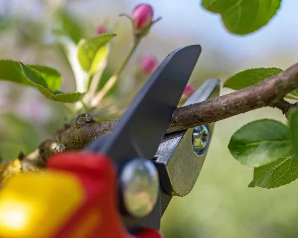 bypass hand pruners