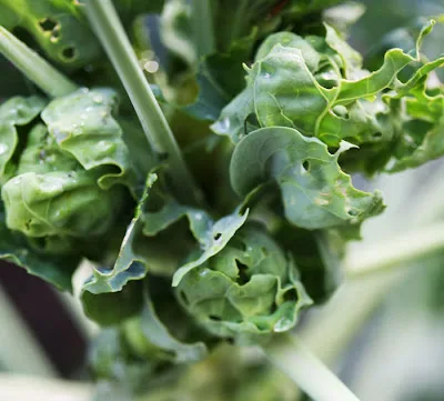 cabbage worm damage on brussels sprouts