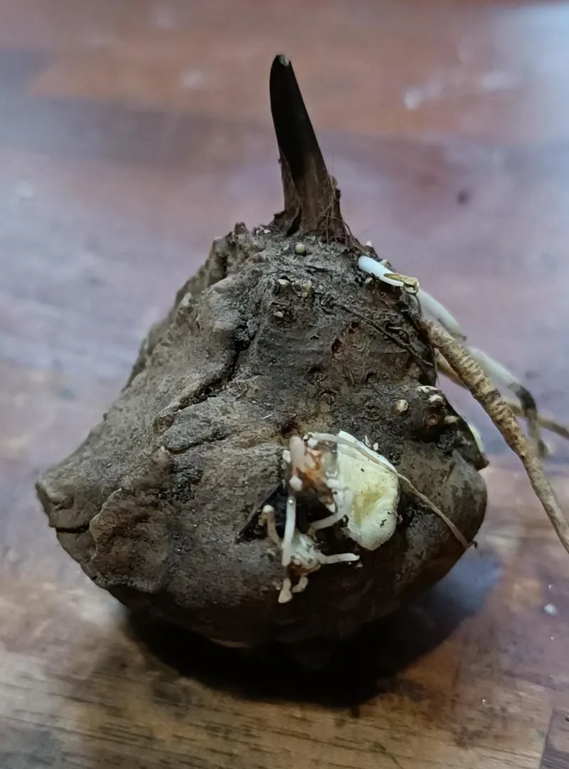 caladium storage problems rot