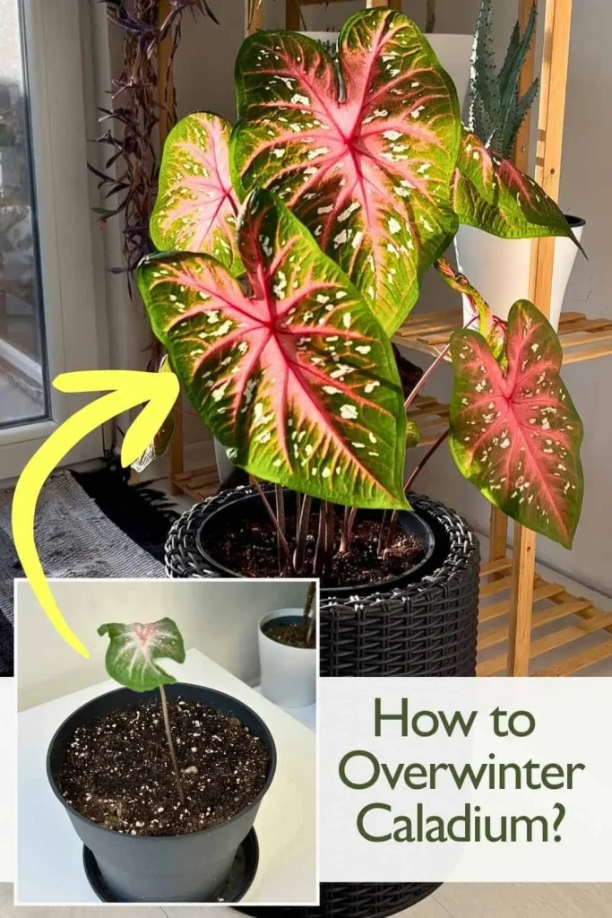 caladium tubers storage