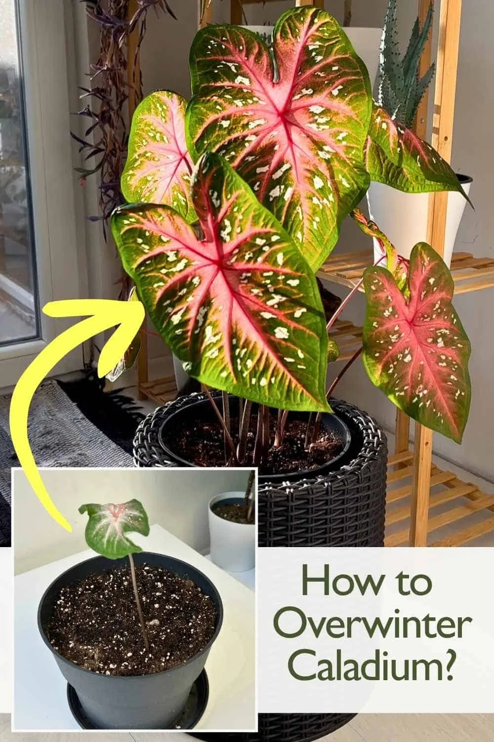 caladium tubers storage