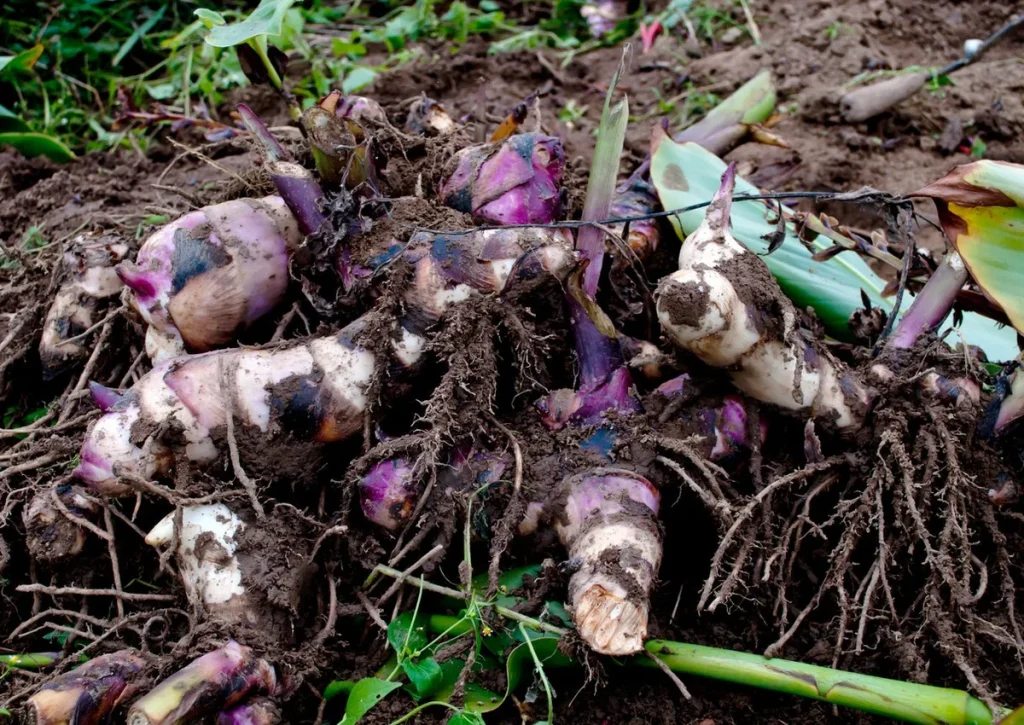 canna lily rhizomes planting depth