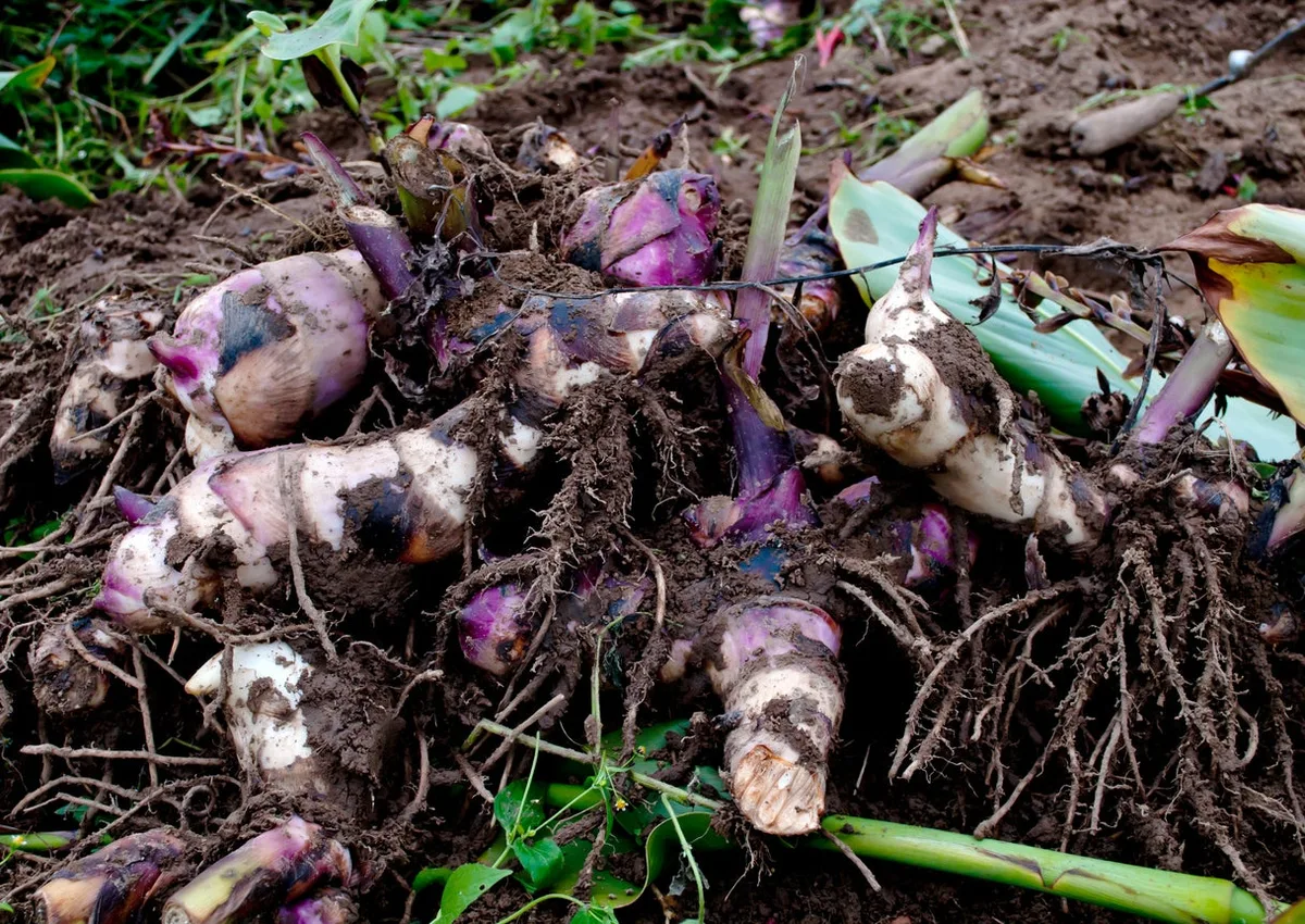 canna lily rhizomes planting depth