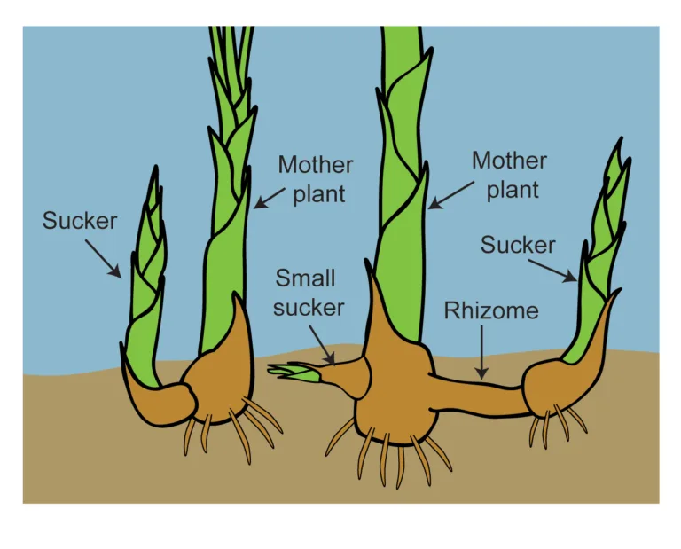 canna rhizome orientation diagram