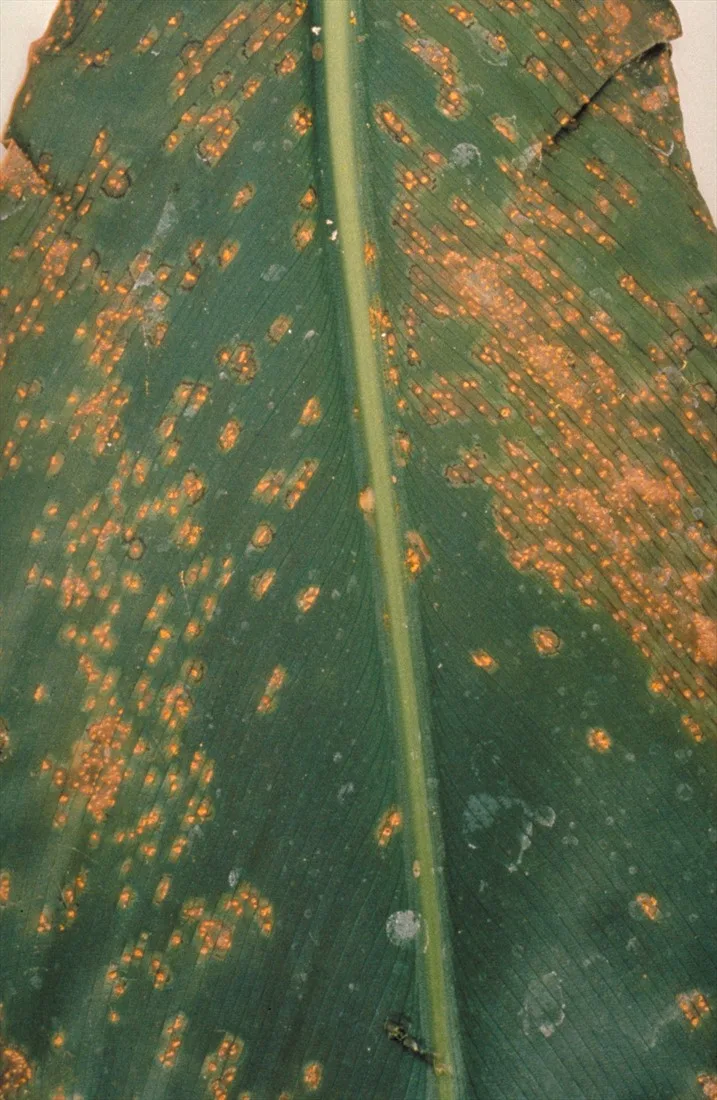 canna rust leaf spot photo