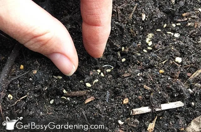 carrot seed sowing